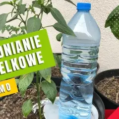 Jak nawadniać rośliny butelką PET? Sprawdzone triki DIY