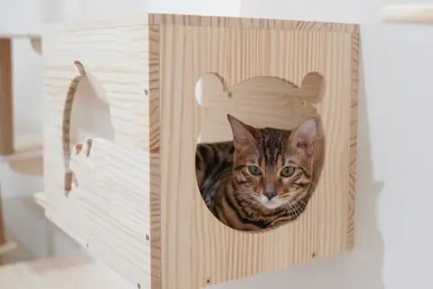 Drapak dla kota DIY: Zbuduj idealny, tani i bezpieczny drapak!