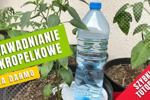 Jak nawadniać rośliny butelką PET? Sprawdzone triki DIY