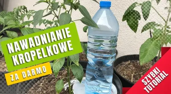 Jak nawadniać rośliny butelką PET? Sprawdzone triki DIY