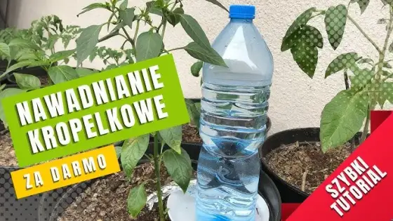 Jak nawadniać rośliny butelką PET? Sprawdzone triki DIY